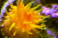 Dendrophyllia Thumbnail