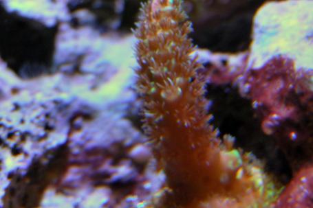 Red Acropora millepora Thumbnail