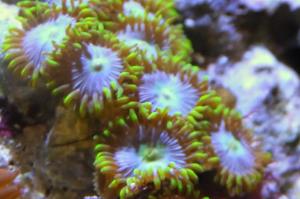 Baby Back Blue Eyes Zoa Thumbnail