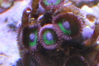 Blue Eyed Monster Zoas Thumbnail