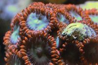 Flame Skirt Zoanthids Thumbnail