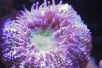 Australian Acan - GreenLavender Thumbnail