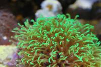 Green Star Polyp Thumbnail