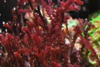 Portieria Macro Algae Thumbnail