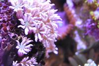 Pipe Organ Coral Thumbnail