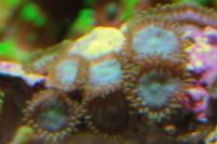 Blue Zoas Thumbnail