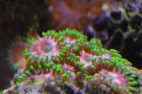 Candy Apple Zoas Thumbnail