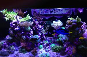 My Reef Tank Thumbnail