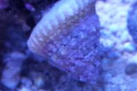 Astraea Conehead Snail Thumbnail