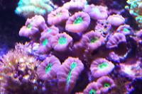 Candy Cane Coral Thumbnail