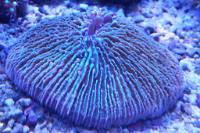 Plate Coral Short Tentacle Pink Thumbnail