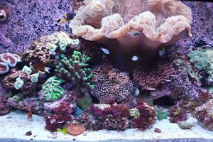 RSM 250 Mixed Reef Thumbnail