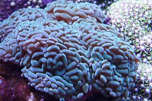 Aussie Branching Hammer Coral Thumbnail