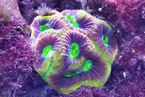 Tricolor Goniastrea Brain Coral Thumbnail