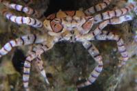 Pom Pom Crab Thumbnail