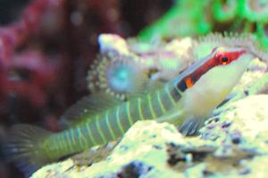 Sleeper Green Banded Goby Thumbnail