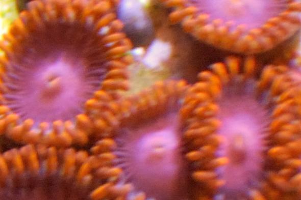 Bam Bam Zoanthid / Palythoa sp var Bam Bam 110