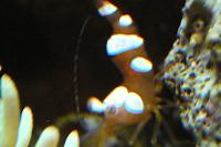 Sexy Anemone Shrimp Thumbnail