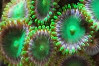 Radioactive Dragon Eye (Zoanthid) Thumbnail