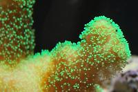 Green Birdsnest Coral Thumbnail