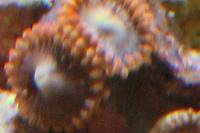 Lunar Eclipse Zoa Thumbnail