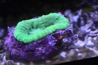 Australis Doughnut Coral Thumbnail