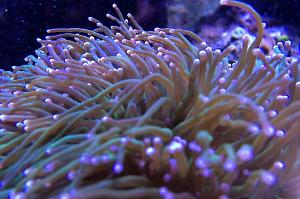 Torch Coral