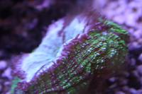 Australis Doughnut Coral Thumbnail