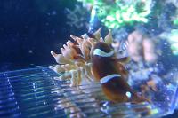 Maroon Clownfish Thumbnail