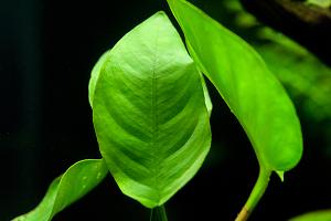 Anubias Barteri v.Nana Thumbnail