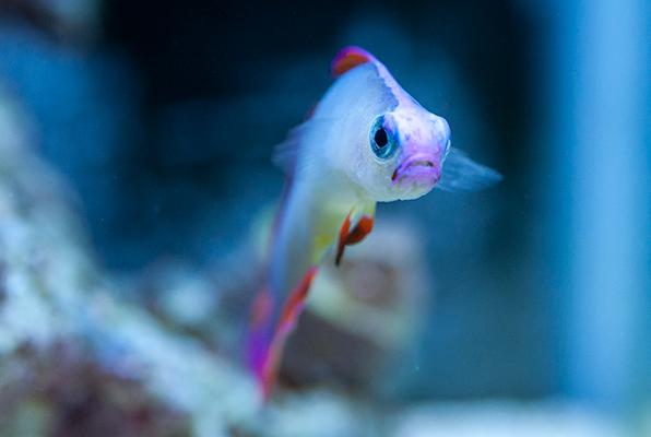 Purple Firefish 9/28