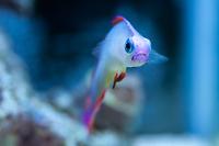 Purple Firefish 9/28