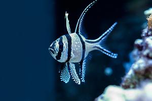 Banggai Cardinal 9/28