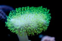 Green Toadstool Mushroom Leather Coral Thumbnail