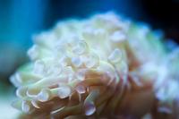 Hammer Anchor Coral Branching Thumbnail