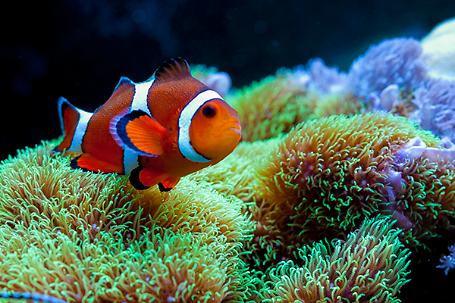 Ocellaris Clownfish Thumbnail