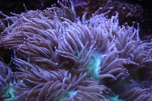 Elegance Coral Thumbnail