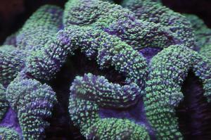 Brain Coral Lobophyllia Thumbnail