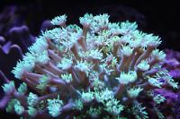 Flower Pot Coral - Toxic Green Thumbnail