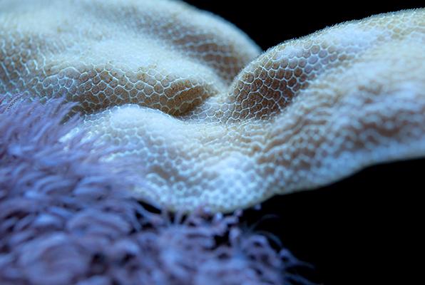 Scroll Coral