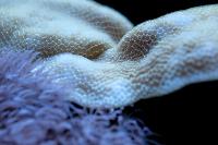 Scroll Coral Thumbnail