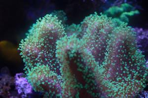 Toadstool Mushroom Leather Coral Thumbnail