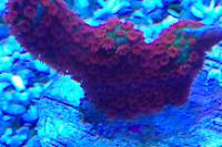 Forest Fire Branched Montipora Coral Thumbnail