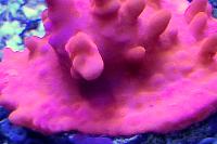 Montipora Setosa Thumbnail