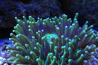 Plate Coral Long Tentacle Thumbnail