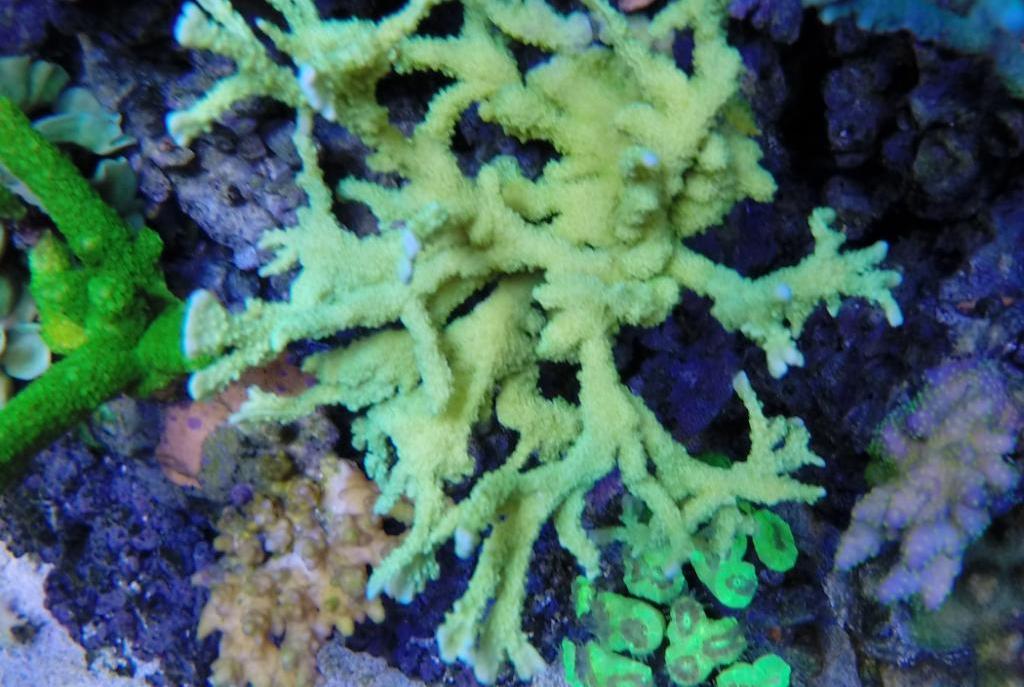 Montipora Cuerno de Alce (hirisuta)