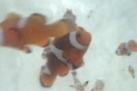 Ocellaris Clownfish Thumbnail