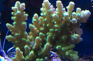 Green Acropora Aculeus Thumbnail