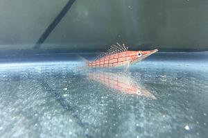 Longnose Hawkfish Thumbnail