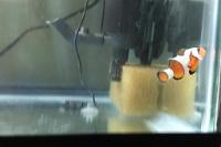 Ocellaris Clownfish Picasso Thumbnail